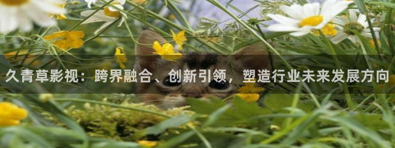 久久视频韩国